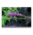Buddleia lindleyana