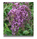 Buddleia Dartmoor