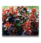 Berberis thunbergii Red Pillar
