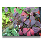 Berberis thunbergii Harlequin