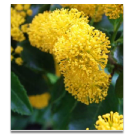 Azara serrata 