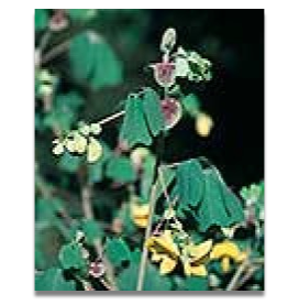 Amicia zygomeris (more later in year)